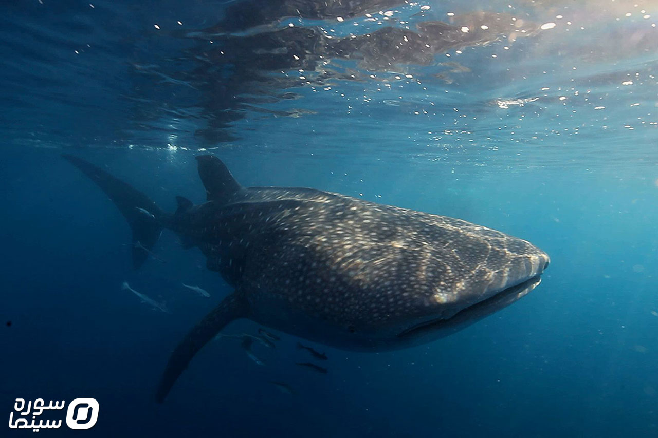 Akharin-Koose-Nahang